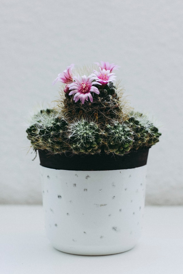 Cactus – Bild 2