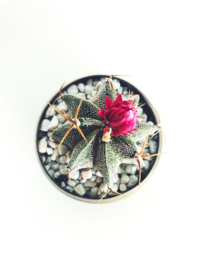 Cactus – Bild 4