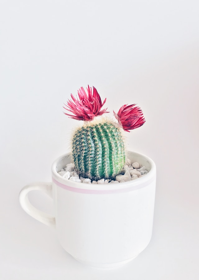 Hightech Premium Cactus