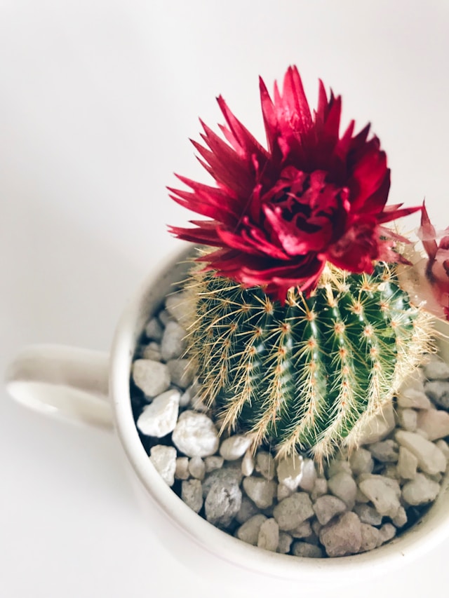Cactus – Bild 3